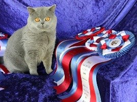 British Shorthair