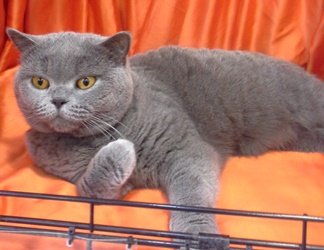 British Shorthair