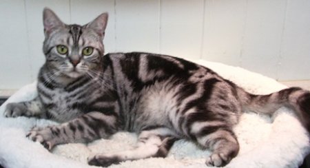 American Shorthair