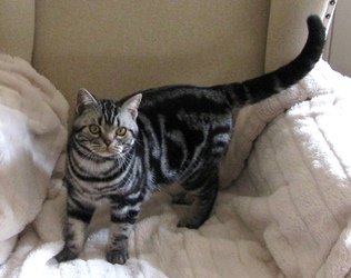 American Shorthair