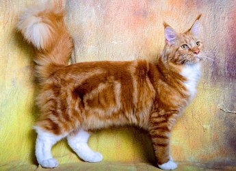 Maine Coon