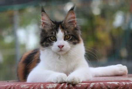 Maine Coon