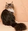 Maine Coon