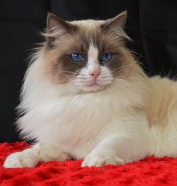 Ragdoll