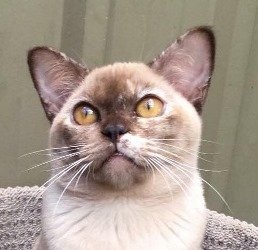 Burmese