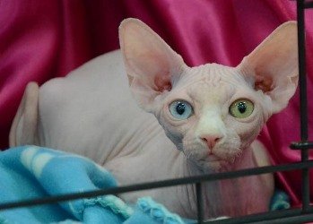 Sphynx