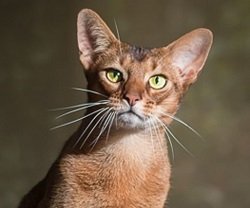 Abyssinian