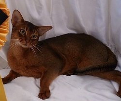 Abyssinian