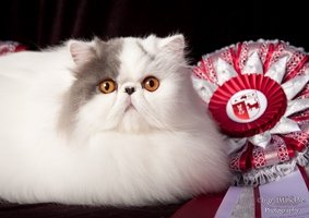 Persian