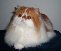 Persian