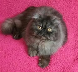 Persian