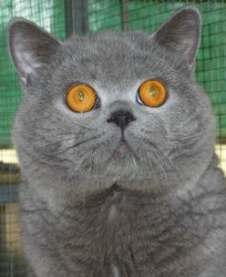 British Shorthair