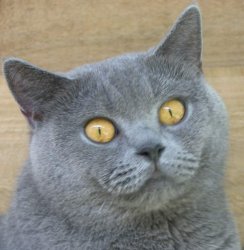 British Shorthair