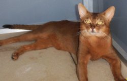 Abyssinian