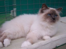 Birman