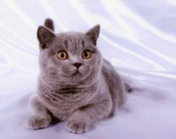 British Shorthair