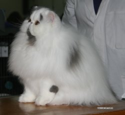 Persian