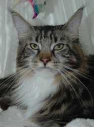 Maine Coon