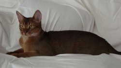 Abyssinian