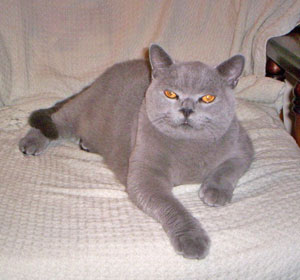 Berena Silva Sirocca Burmese