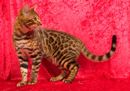 Bengal