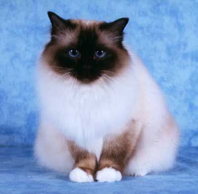Birman