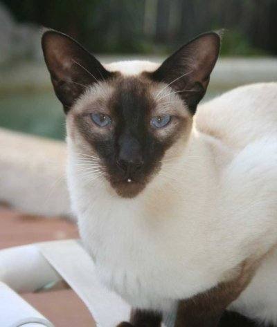 Siamese
