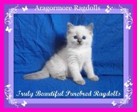 Aragormore Ragdolls