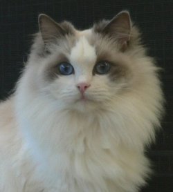 Our gorgeous Ragdoll kittens