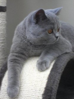 Blueprints British Shorthairs