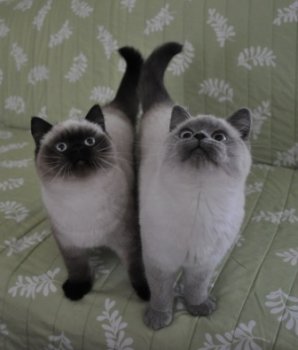 Idreamof British Shorthairs