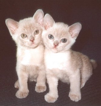 Burabylla Burmese
