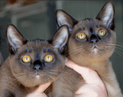 Brampets Burmese