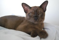 Jampadekyi Burmese