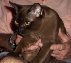 Favori Burmese