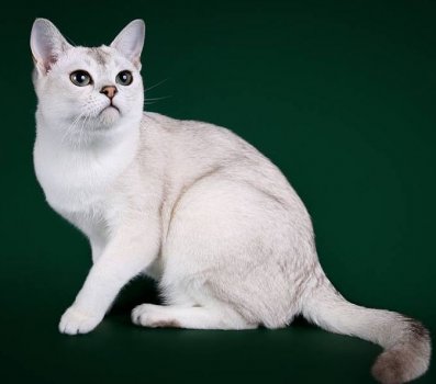 Shezarda Burmillas