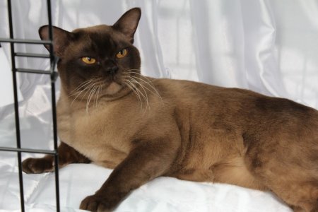 Belshogar Burmese