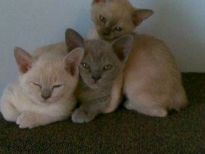 My wonderful Burmese kittens