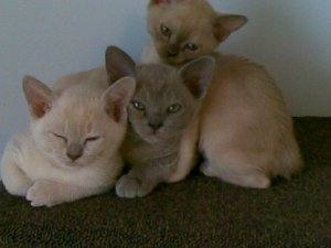 brown burmese cat