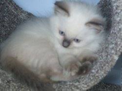 Ragdoll Cats For Sale Mackay