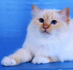 Bobbysocks Birmans