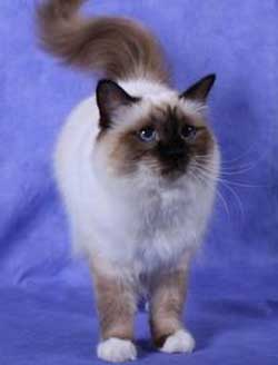 Brincat Birmans