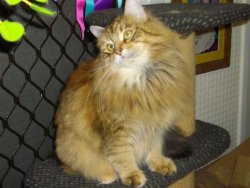 Siberian