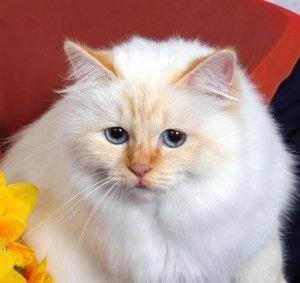 Feanor Birmans