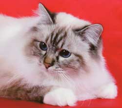 Birman