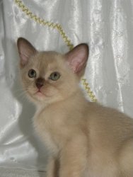 Kittykatz Burmese