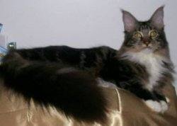 Maine Coon