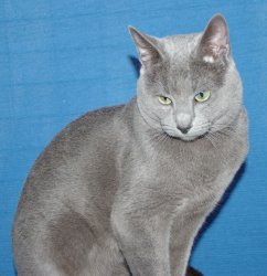 Russian Blues will suit most