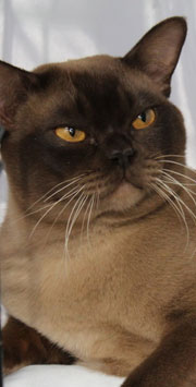 abyssinian cat