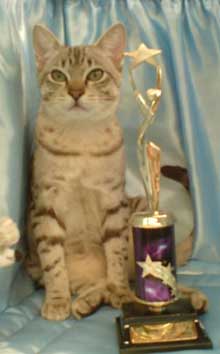 cat show